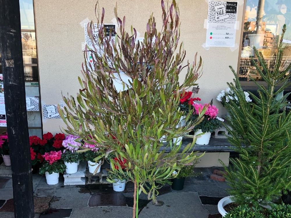 ドイツトウヒ　鉢植え