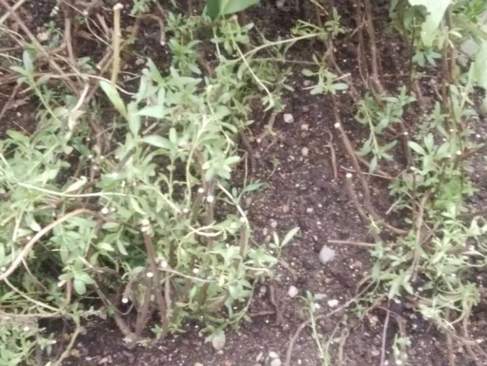 ヒソップ　地植え　葉