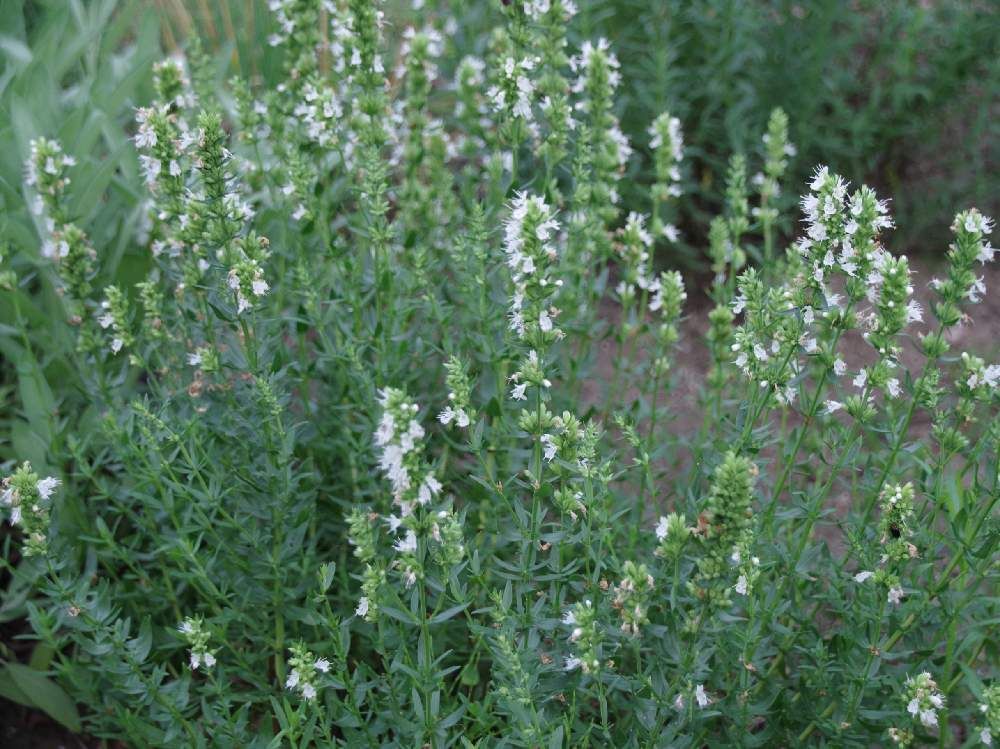 ヒソップ　白い花　道端