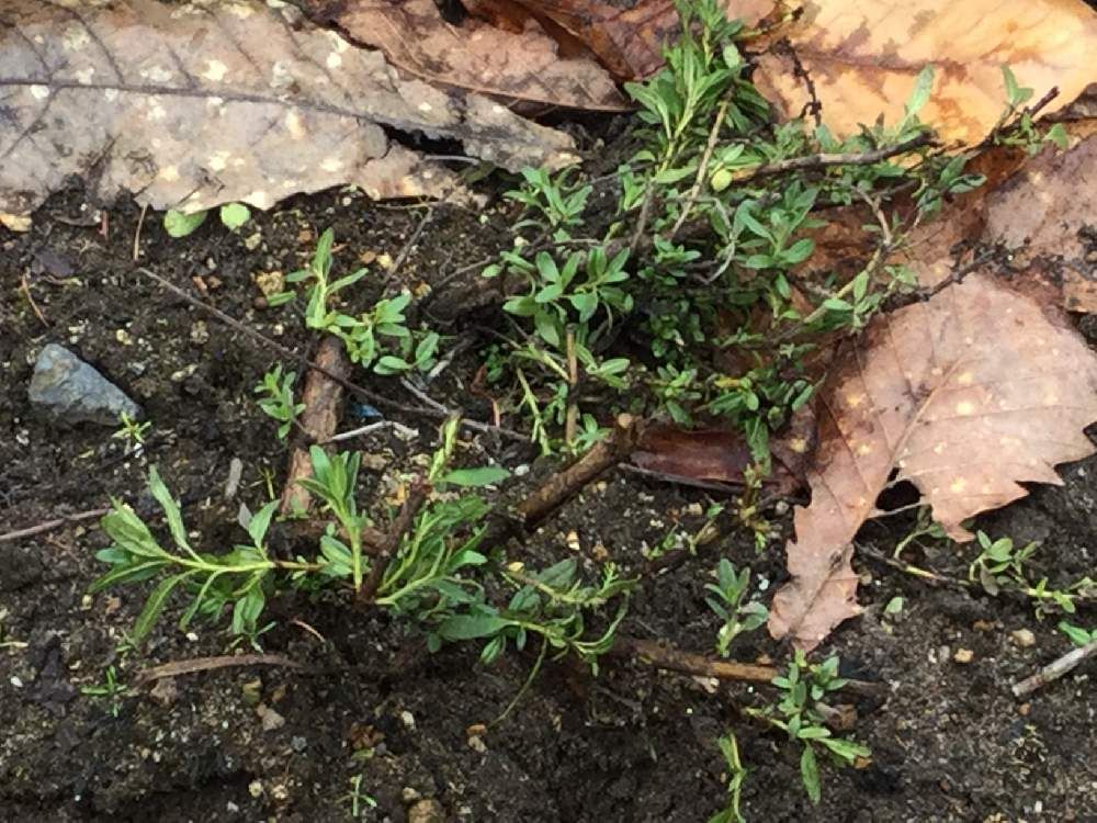 ヒソップ　地植え　葉