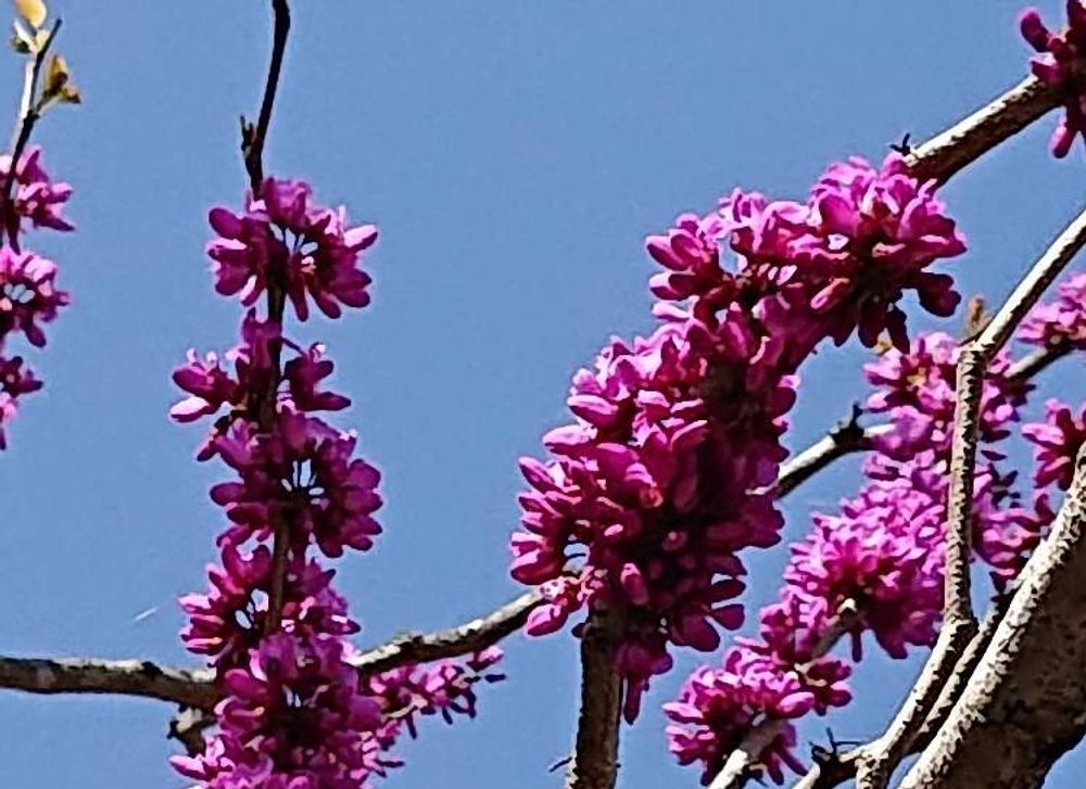花ずおう(ハナズオウ)　ピンク色の花　青空