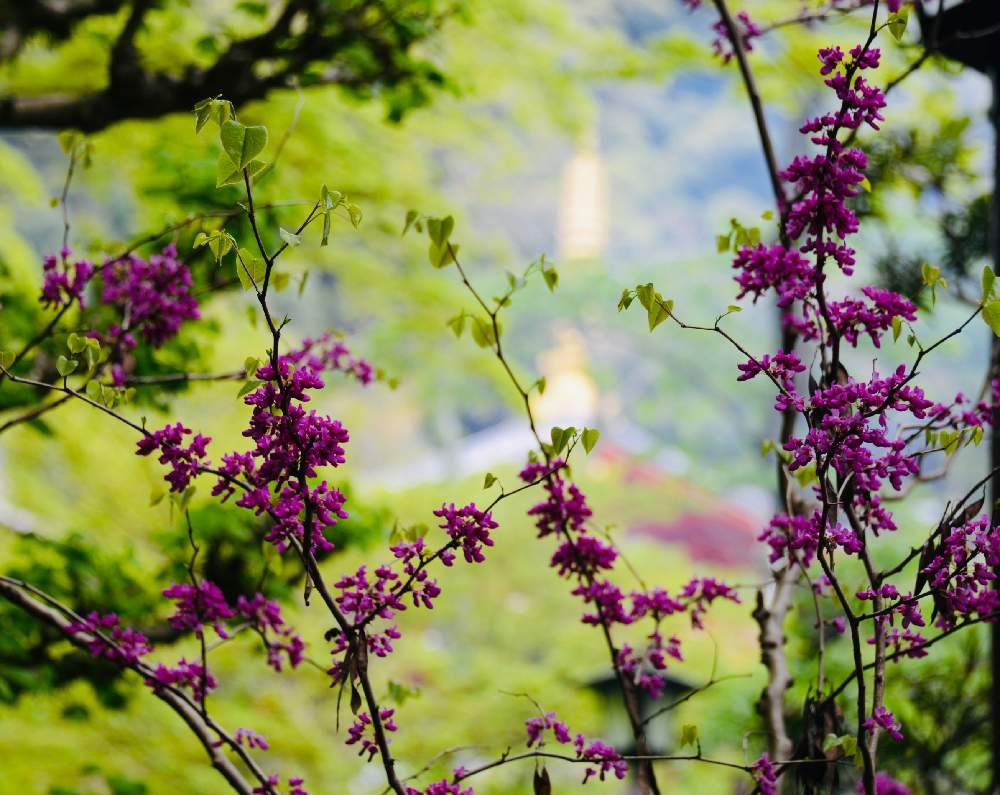 花ずおう(ハナズオウ)　紫色の花　山間部