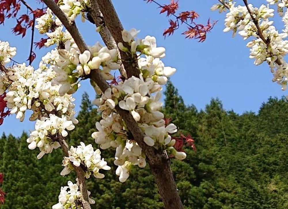花ずおう(ハナズオウ)　白い花　山