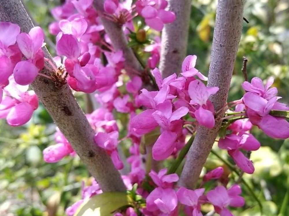 花ずおう(ハナズオウ)　ピンク色の花