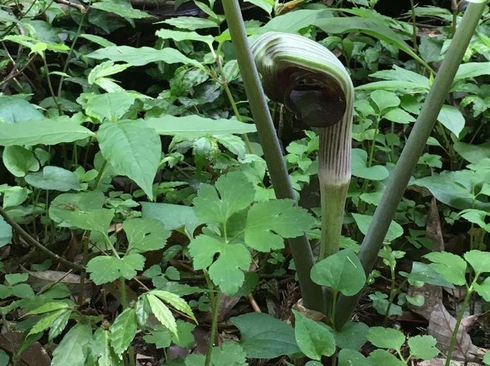 ムサシアブミ Photo by みどりん