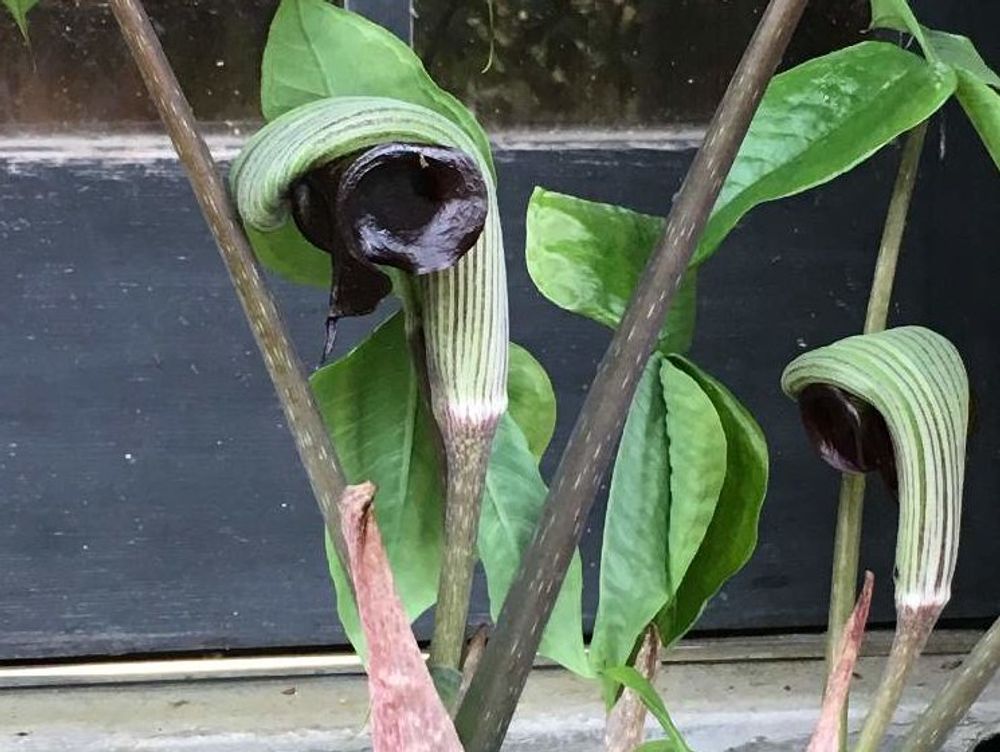 ムサシアブミ Photo by  みおりん