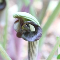 ムサシアブミの育て方｜栽培場所や水やりの方法は？の画像