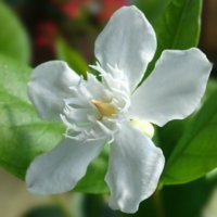 セイロンライティアの育て方｜植え付け場所は？冬越しさせるコツとは？の画像