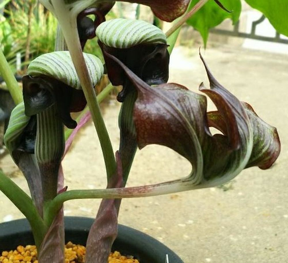 ムサシアブミ Photo by さと