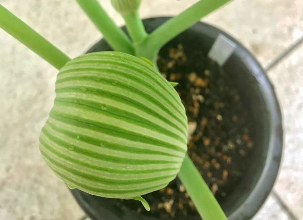 ムサシアブミ Photo by ⭐️コーンフラワー⭐️