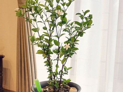 セイロンライティアの育て方 植え付け場所は 冬越しさせるコツとは Greensnap グリーンスナップ セイロンライティアの育て方 植え付け場所は 冬越しさせるコツとは Greensnap グリーンスナップ
