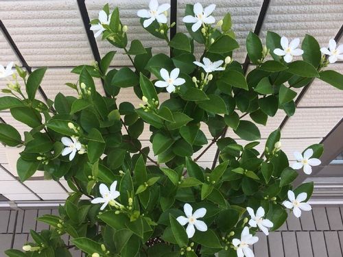 セイロンライティアの育て方 植え付け場所は 冬越しさせるコツとは Greensnap グリーンスナップ セイロンライティアの育て方 植え付け場所は 冬越しさせるコツとは Greensnap グリーンスナップ