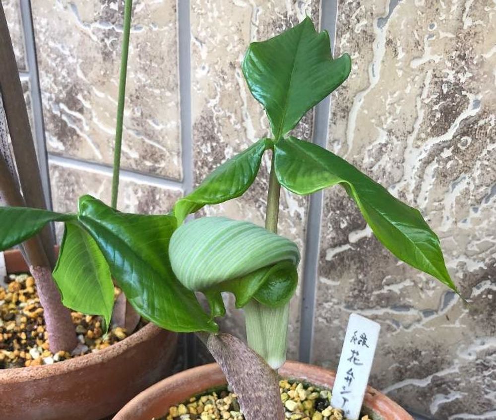 ムサシアブミ Photo by bukkie