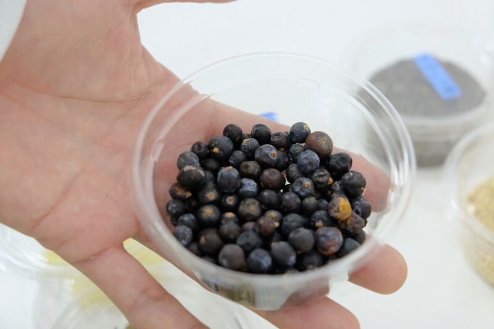 養命酒 ハーブ男子