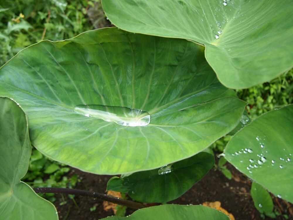 ヤツガシラ(八頭)　葉　水滴