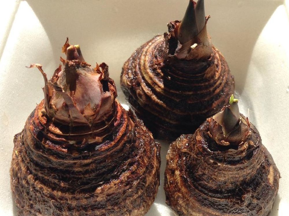 ヤツガシラ(八頭)　