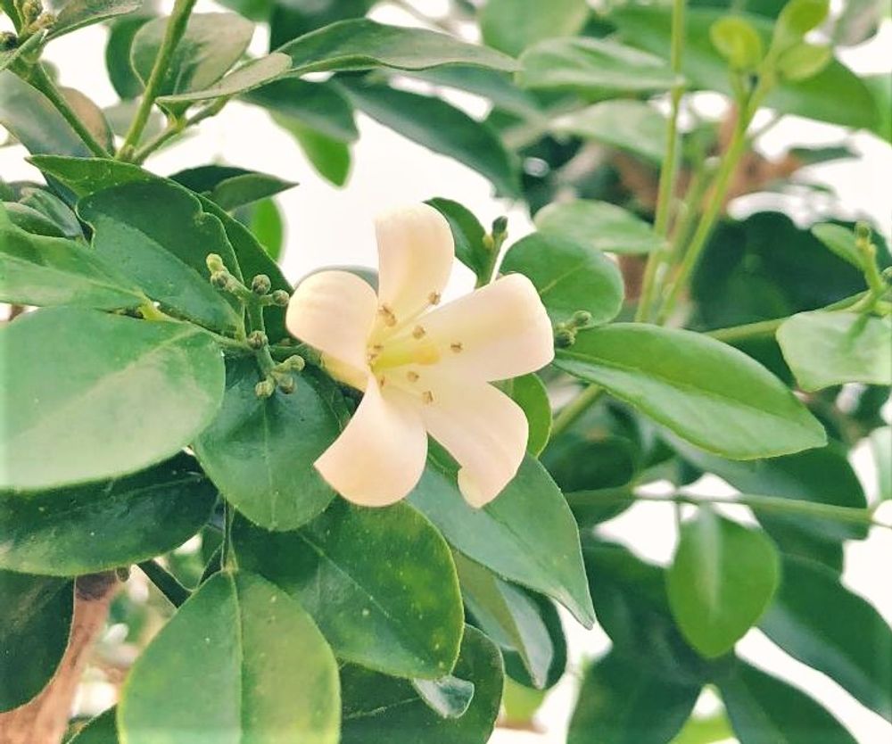 ゲッキツ　photo by　くるとん**