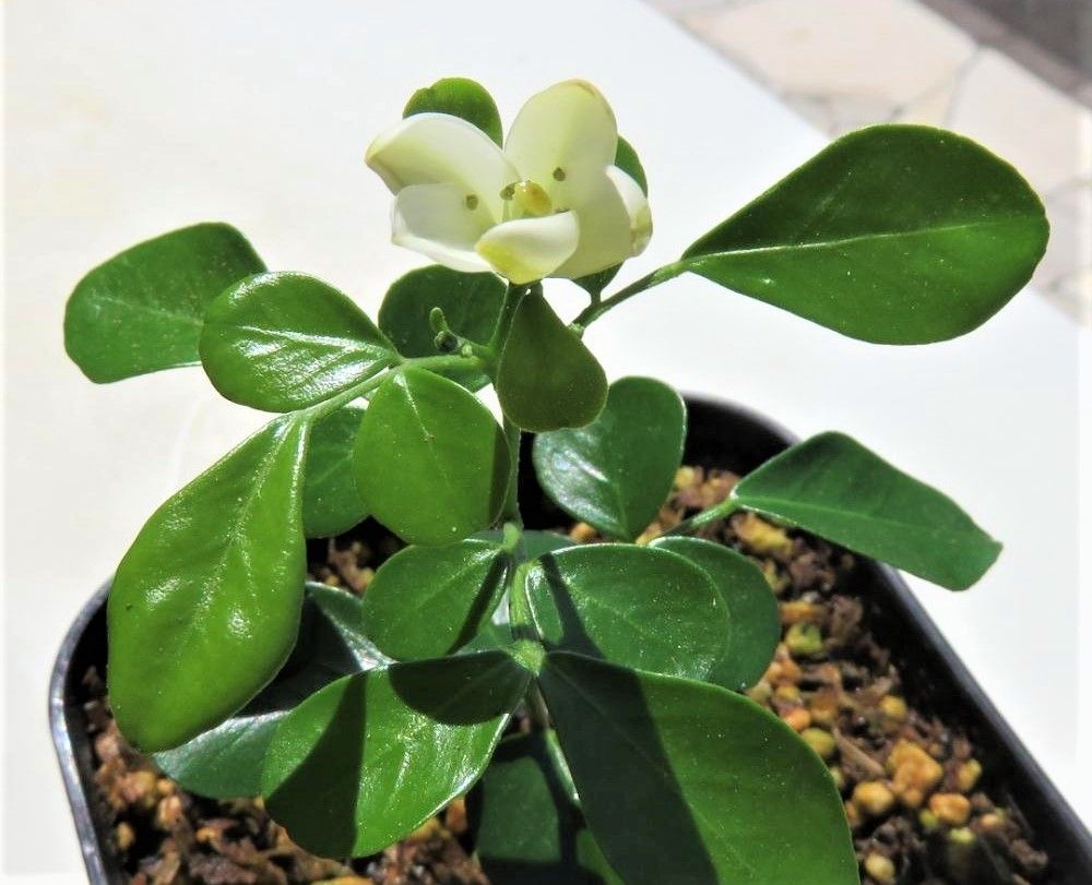 ゲッキツ　photo by　ぶんぶんりりー