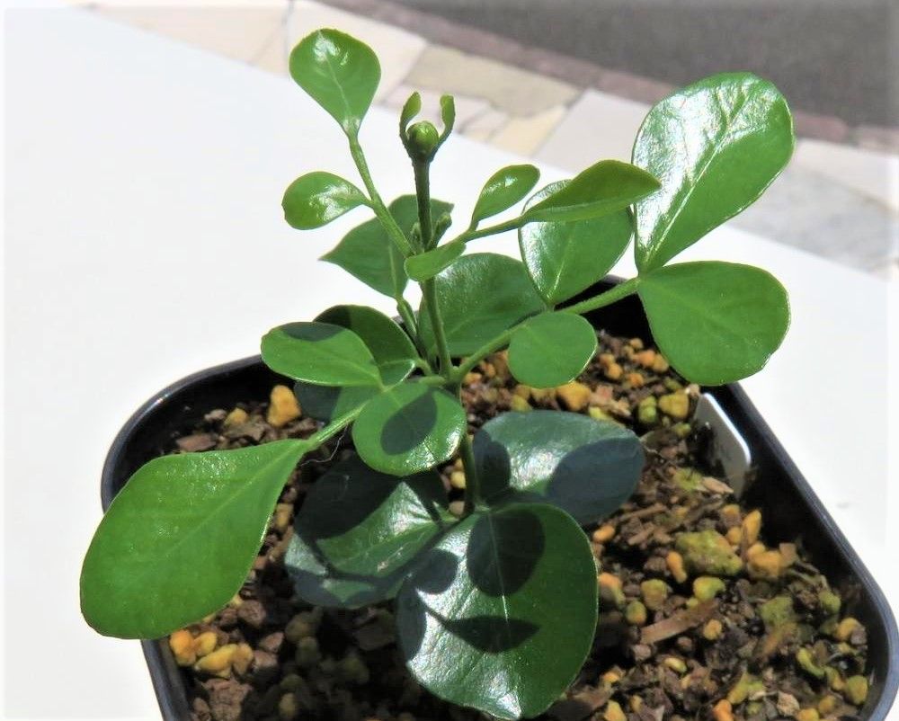 ゲッキツ　photo by　ぶんぶんりりー