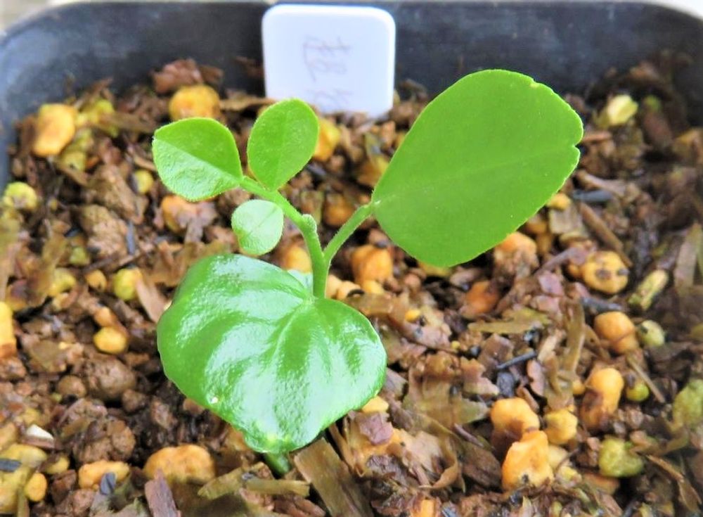 ゲッキツ　photo by　ぶんぶんりりー