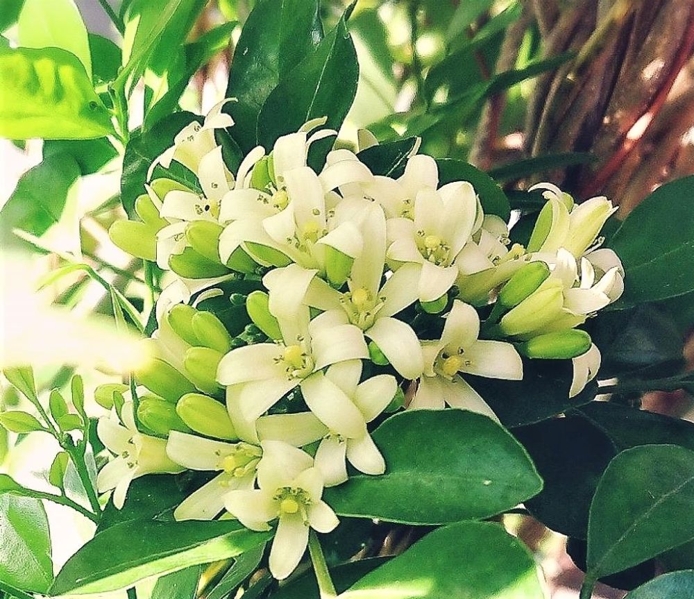 ゲッキツ　photo by　**雅**