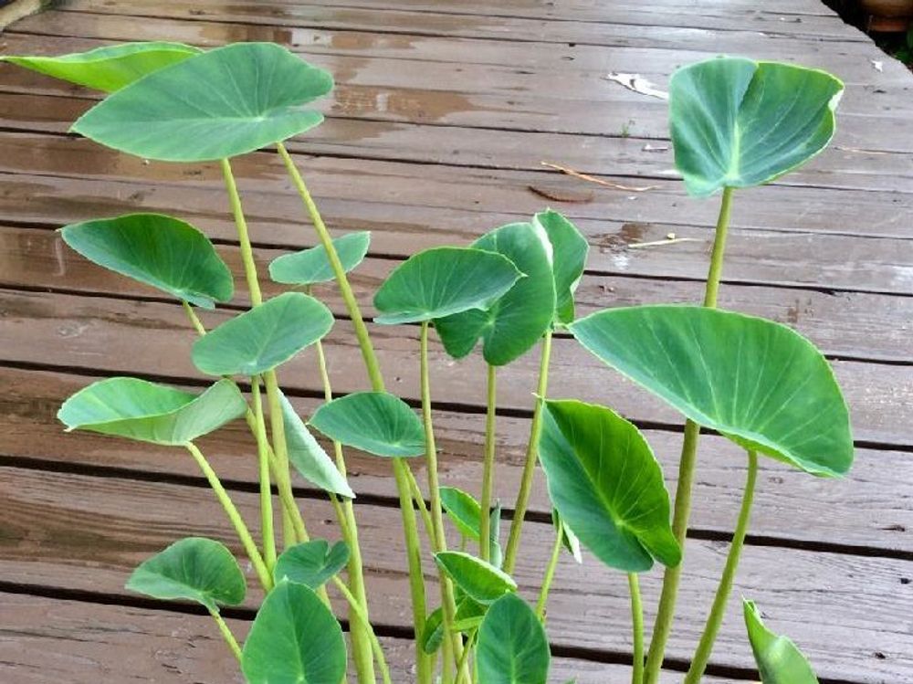 ヤツガシラ(八頭)　葉