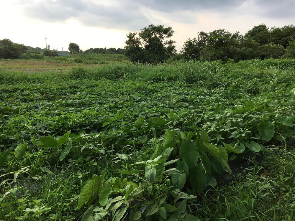 ヤツガシラ 八頭 の育て方 植え替え時期や種芋の植え方は Greensnap グリーンスナップ