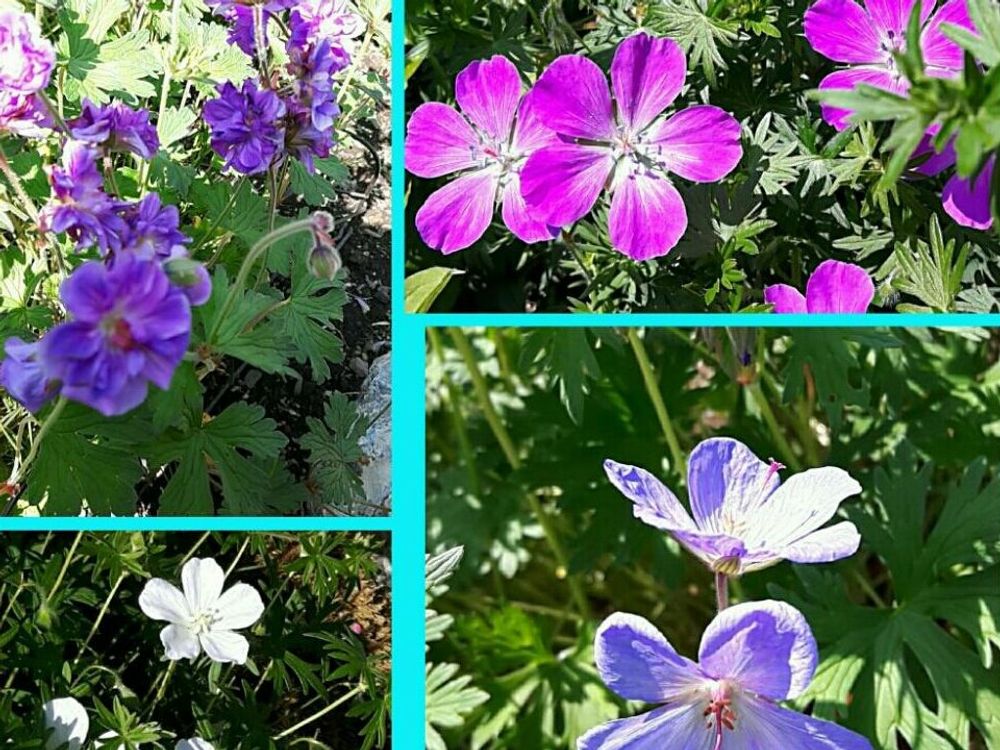 フウロソウ(風露草)　花　カラフル