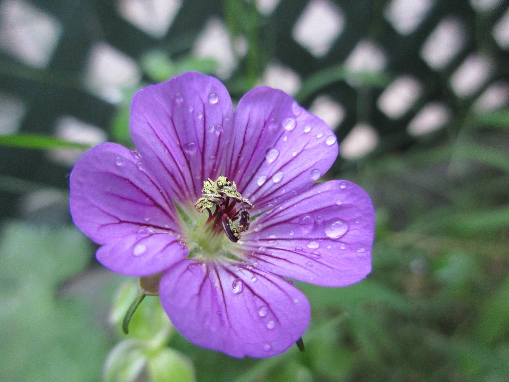 フウロソウ(風露草)　紫色の花　水滴
