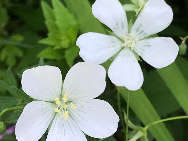 フウロソウ(風露草)　白い花