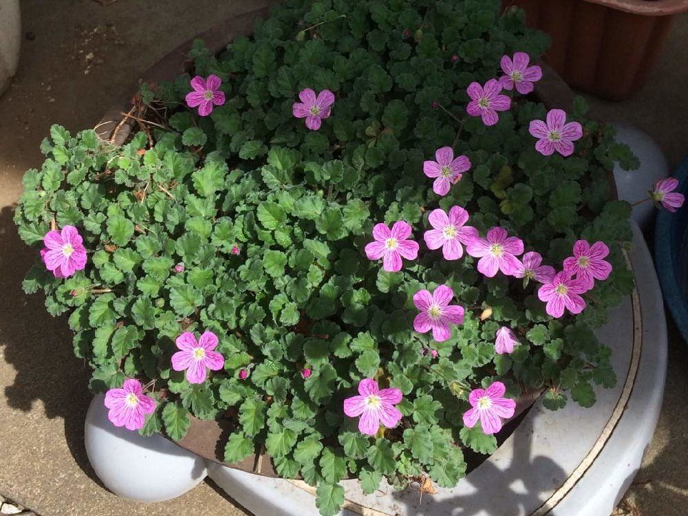 フウロソウ(風露草)　ピンク色の花