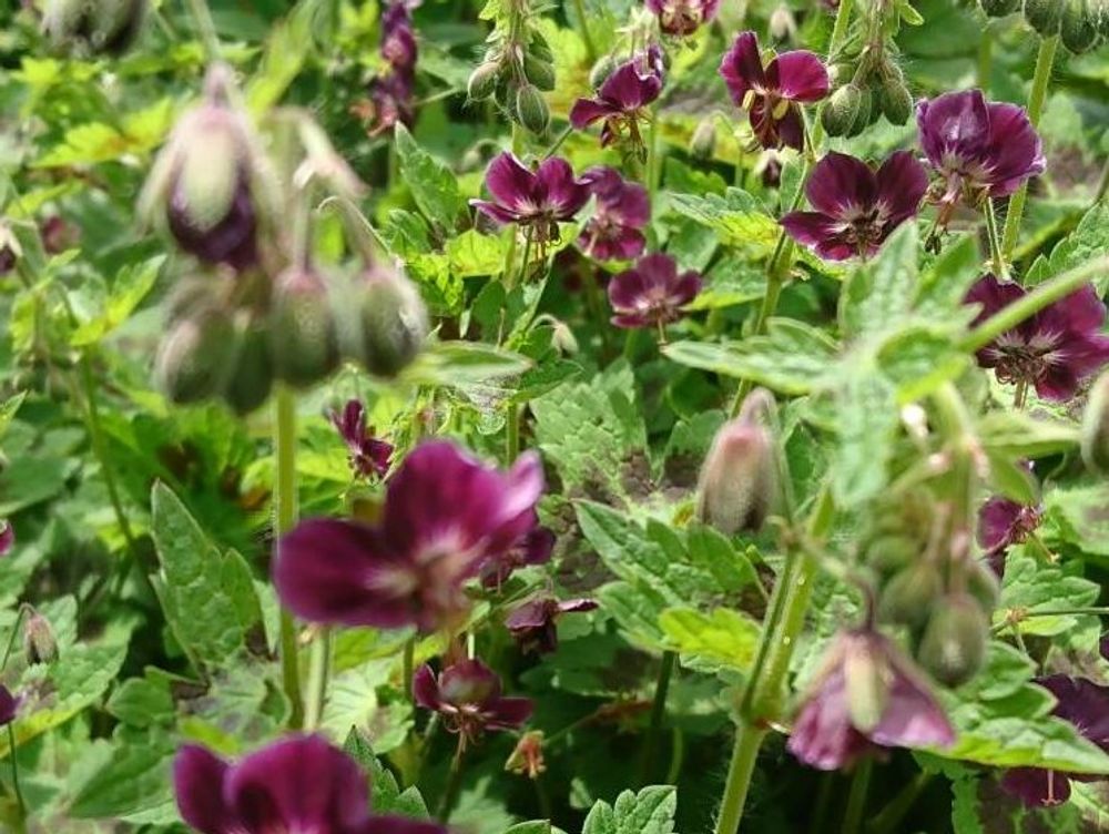 フウロソウ(風露草)　紅色の花
