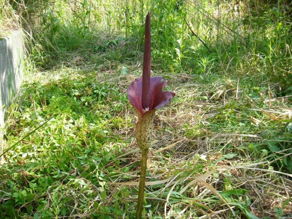 こんにゃく　紫色の花