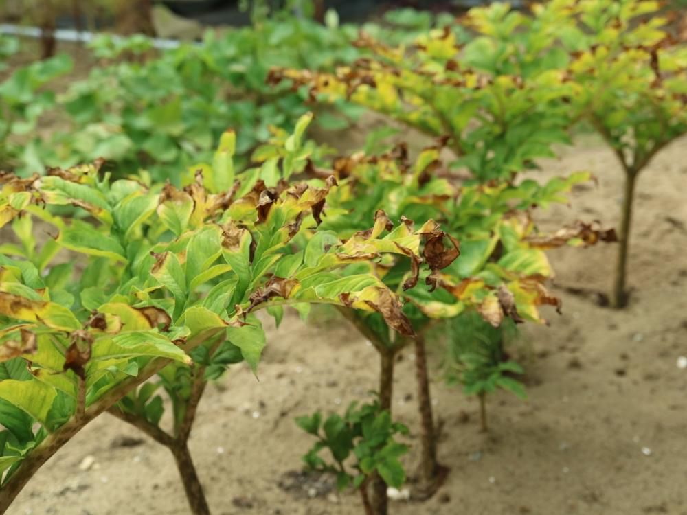 こんにゃく　畑　株