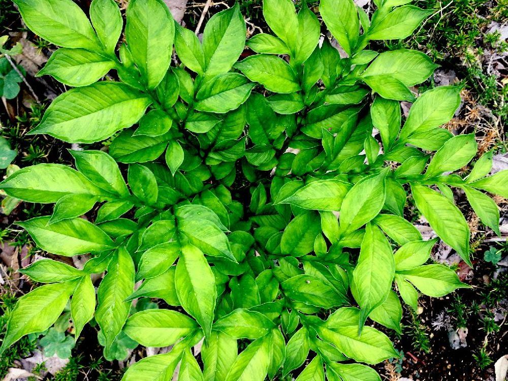 こんにゃく　地植え　葉