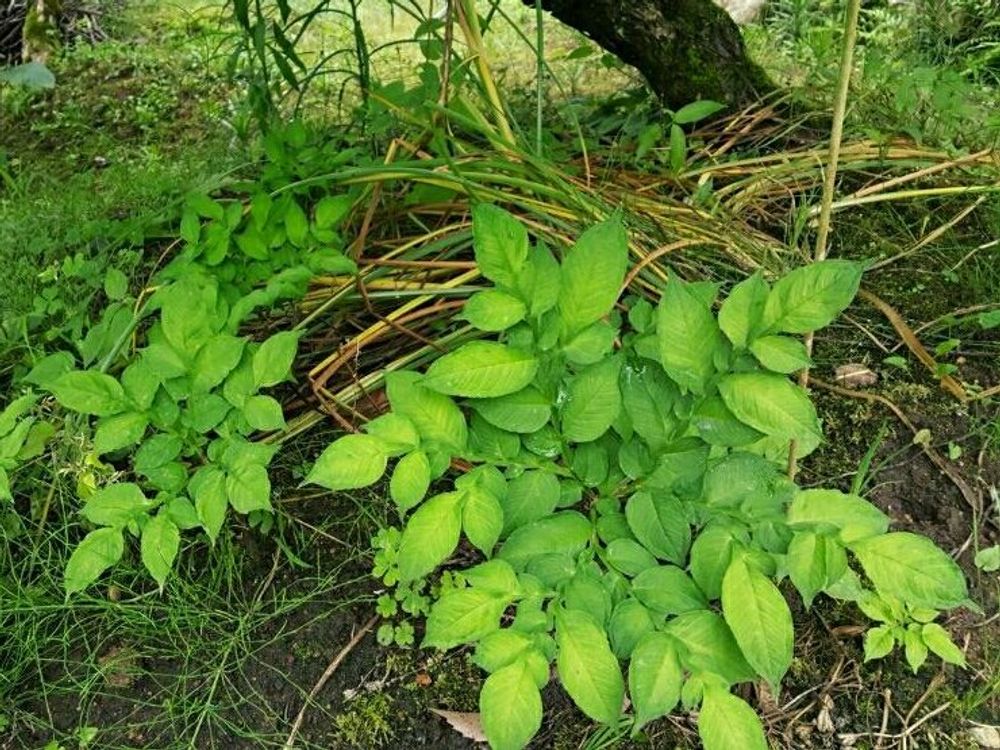 こんにゃく　地植え　葉
