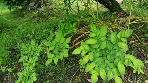 こんにゃくの育て方 年数別の栽培ポイントや収穫までの日数は Greensnap グリーンスナップ