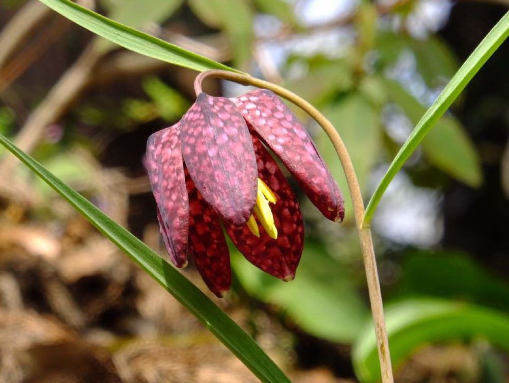 バイモ(バイモユリ)　赤い花