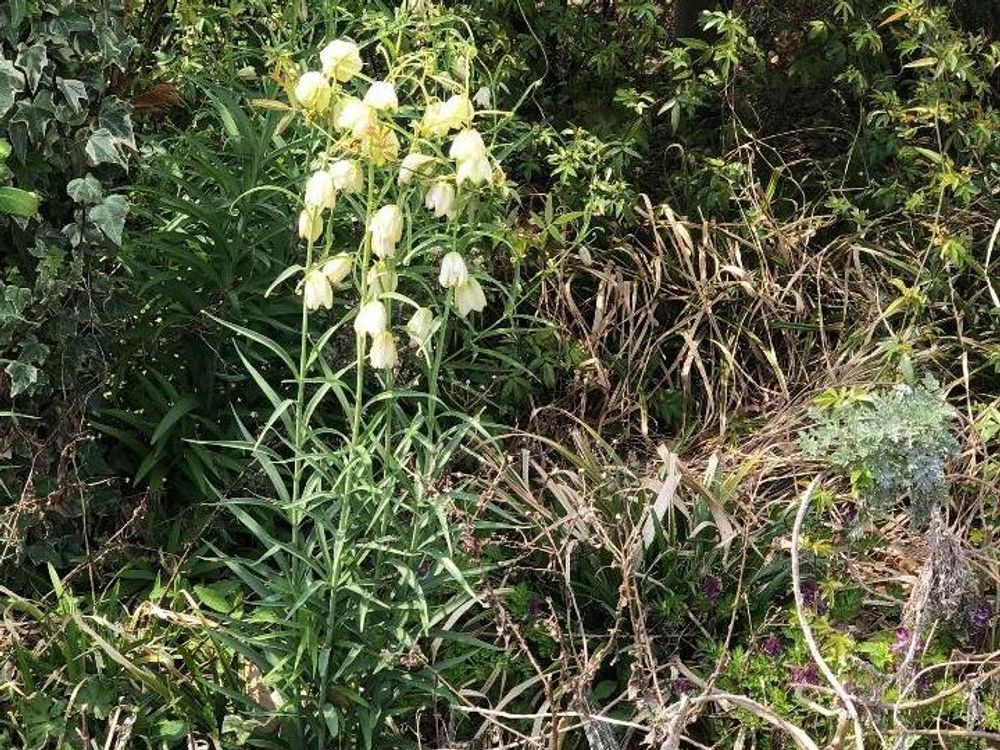 バイモ(バイモユリ)　地植え　白い花