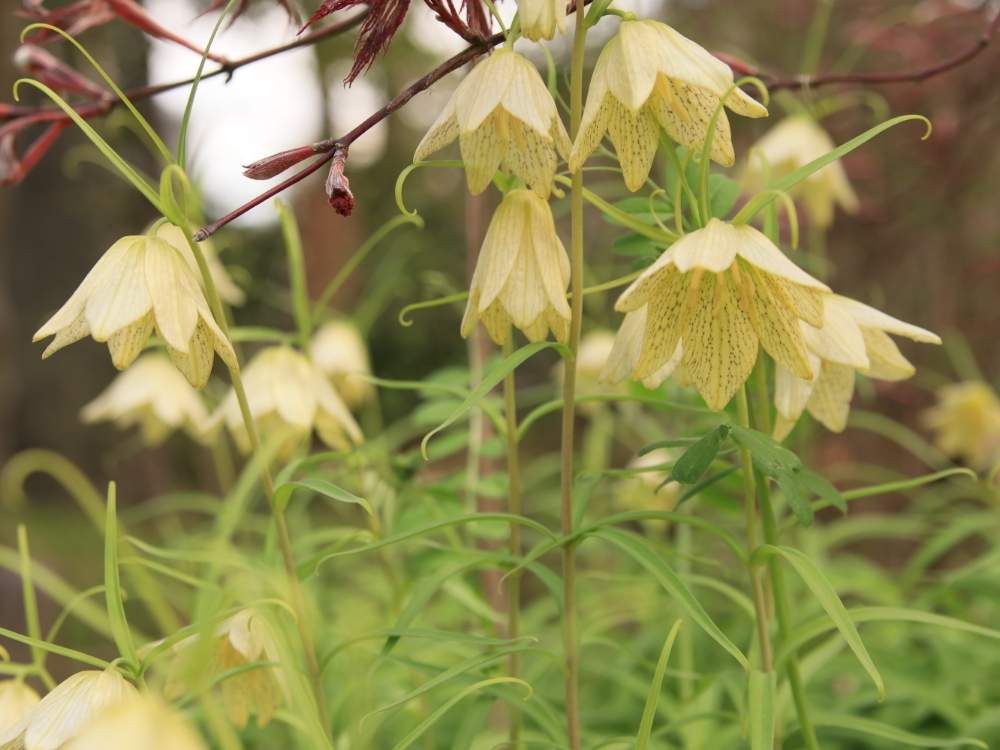 バイモ(バイモユリ)　白い花