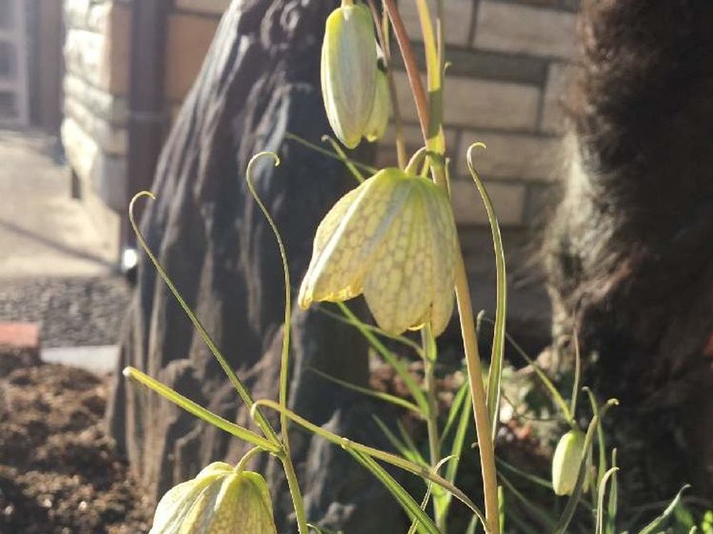 バイモ(バイモユリ)　黄色い花　日光