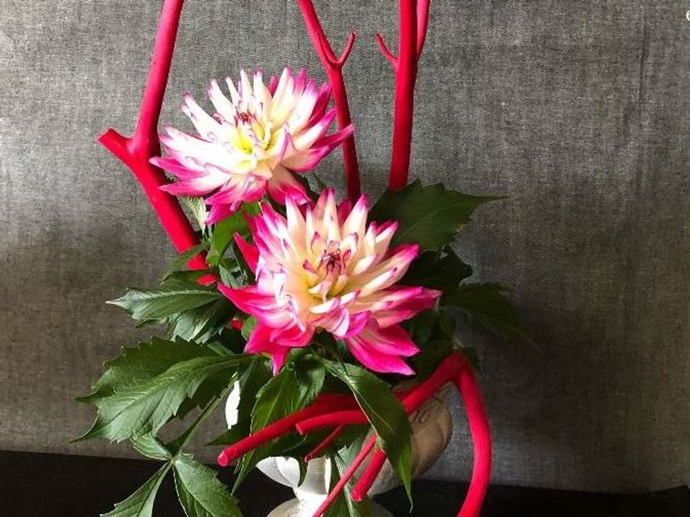 ミツマタ　赤い花