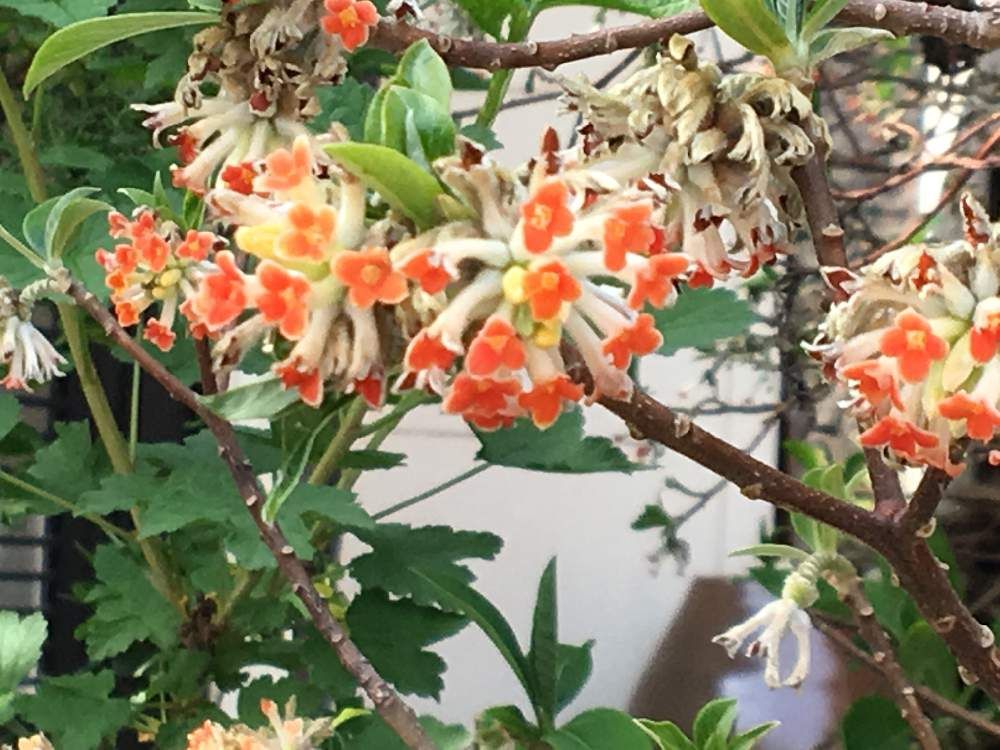 ミツマタ　オレンジ色の花