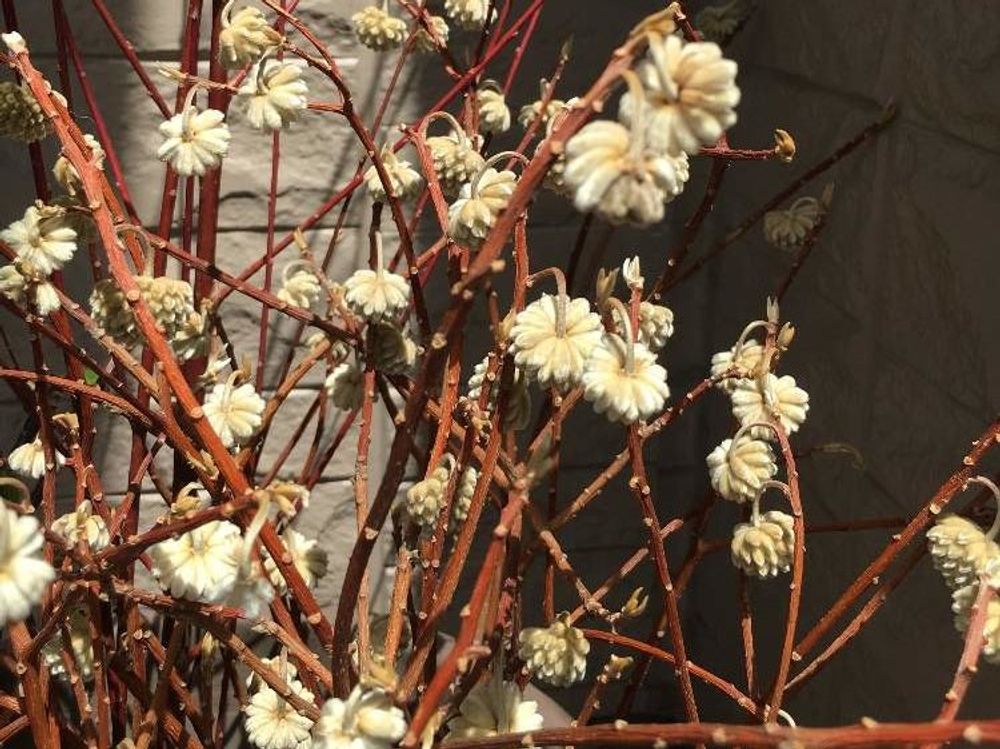 ミツマタ　黄色い花