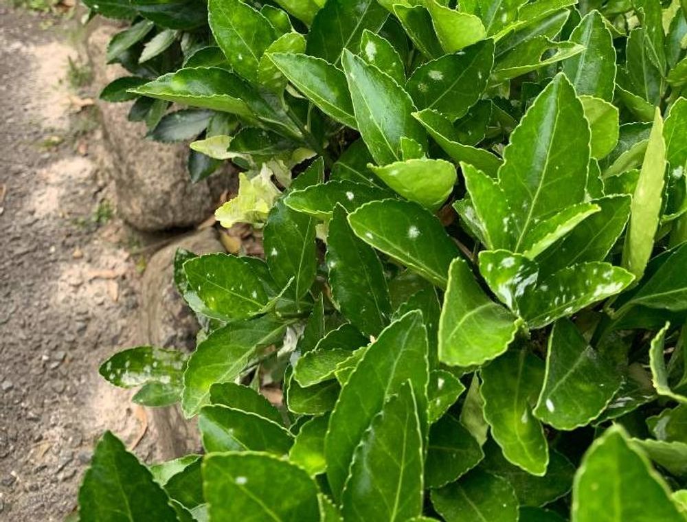 マサキ Photo by K2