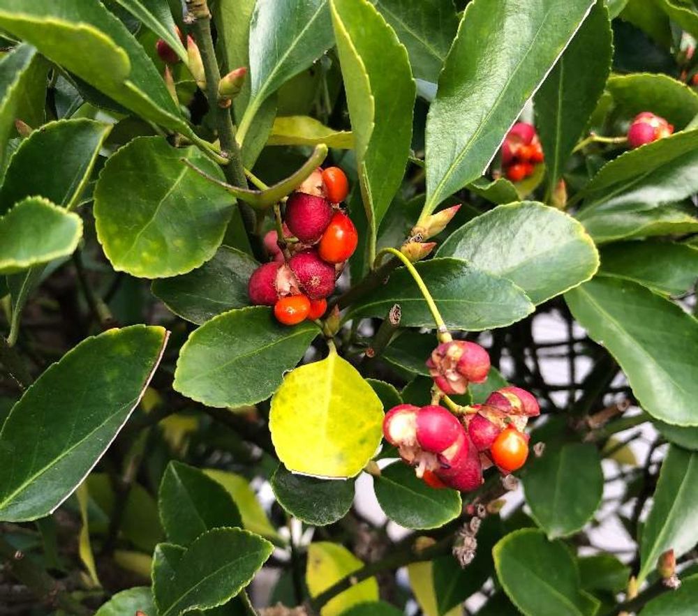 マサキ Photo by appup  