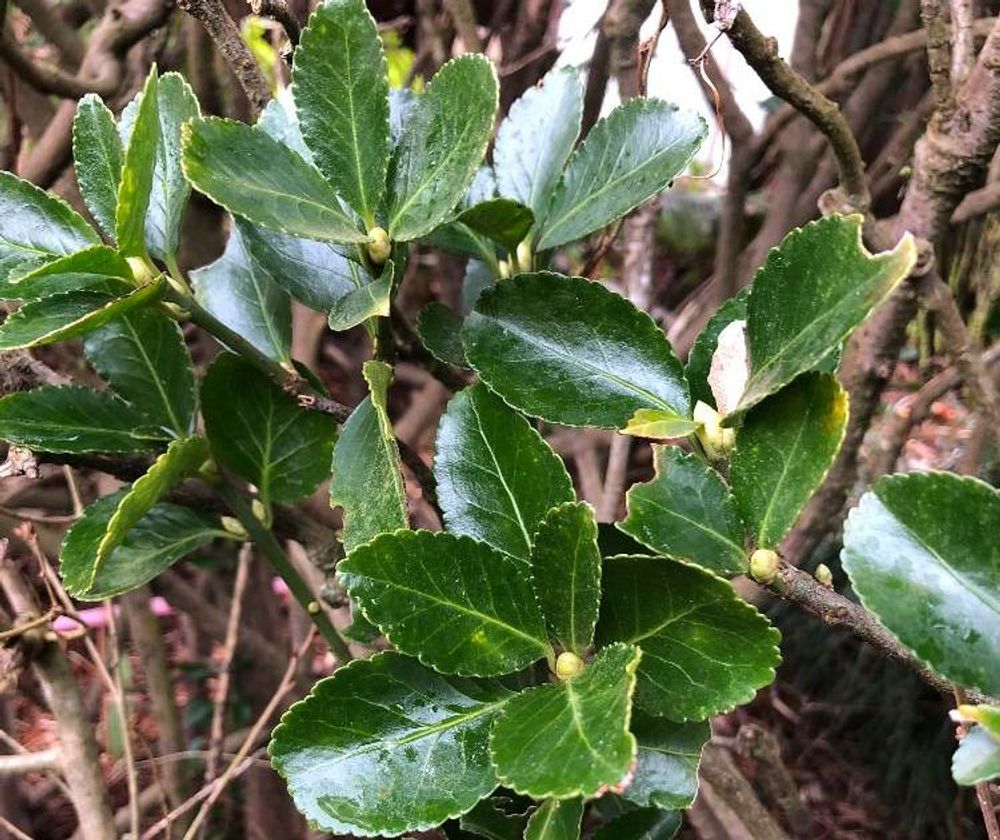 マサキ Photo by きょう