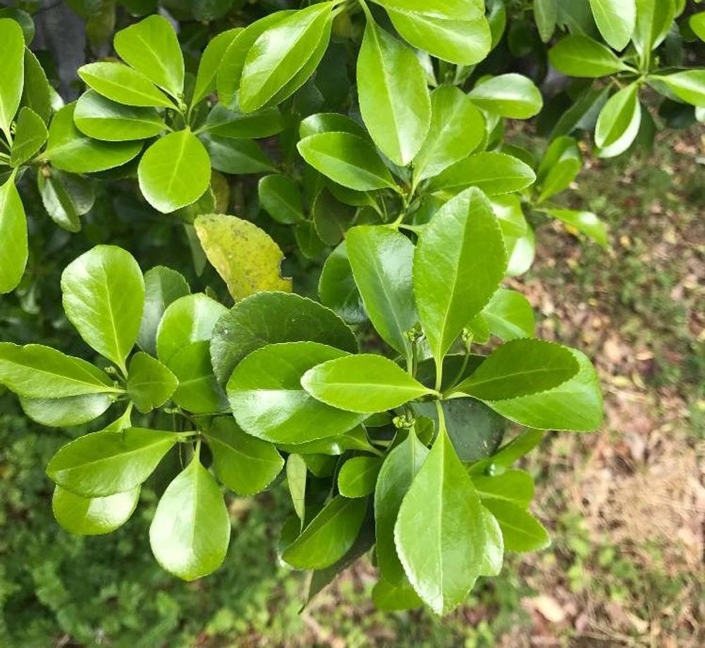 マサキ Photo by  chocolat