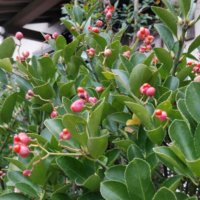 マサキの育て方｜植え付け時期や挿し木の方法は？の画像