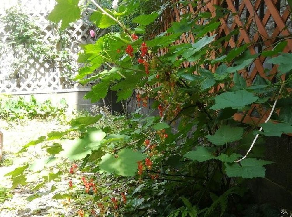 フサスグリ　Photo by Mさん